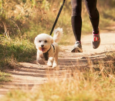 Hon na Václava 28.9.2015